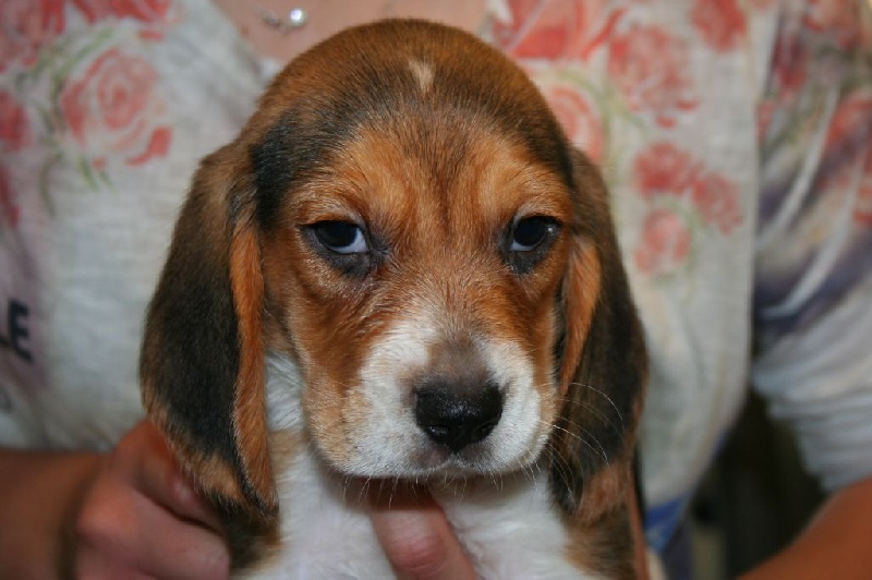 Des Minis Du Terrail - Chiot disponible  - Beagle