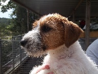 Des Minis Du Terrail - Jack Russell Terrier - Portée née le 03/06/2014